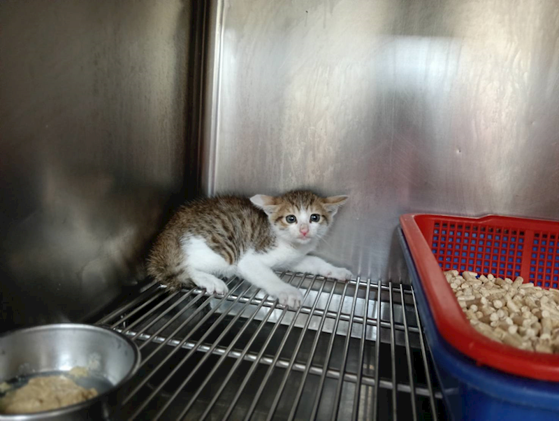 新竹市動物保護教育園區,編號:455849, 混種貓                 