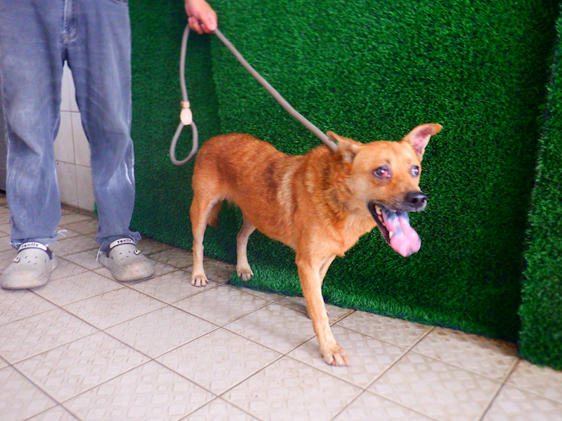 南投縣公立動物收容所,編號:456056, 混種犬          