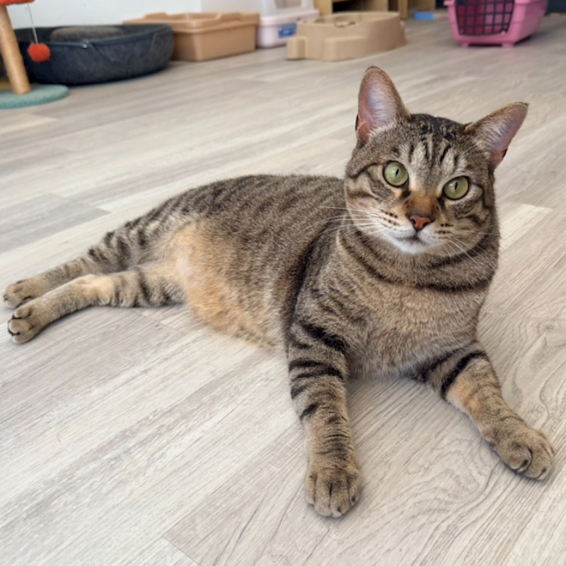 花蓮縣狗貓躍動園區,編號:403075, 混種貓                 