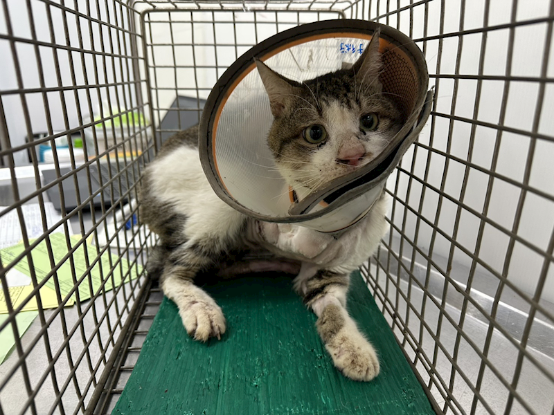 臺北市動物之家,編號:442701, 混種貓                 