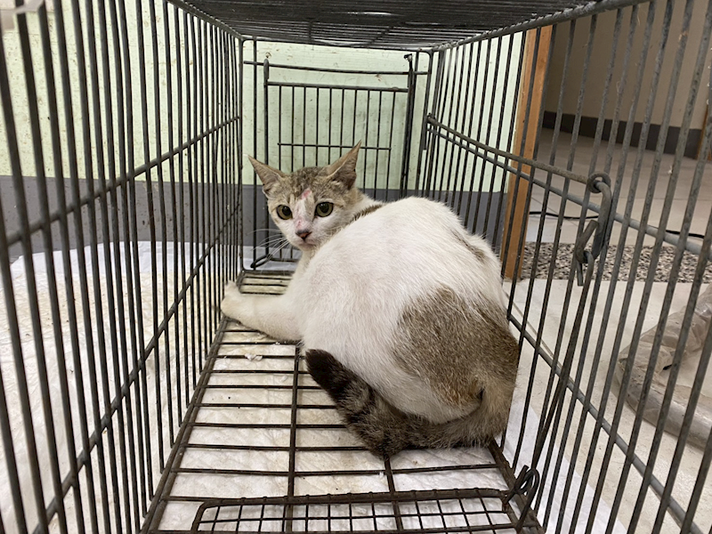金門縣動物收容中心,編號:456969, 混種貓                 