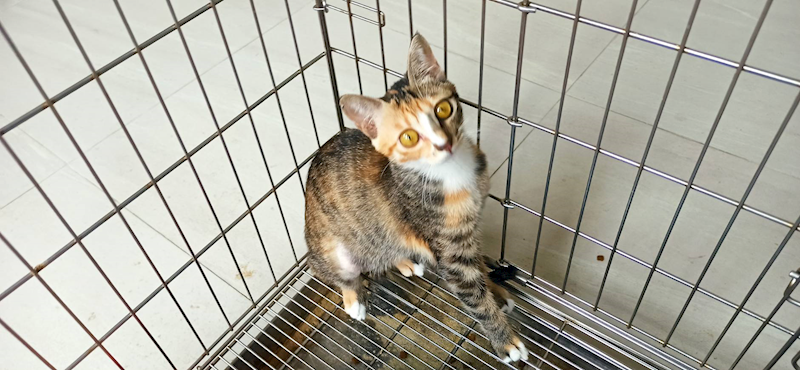 金門縣動物收容中心,編號:456919, 混種貓                 