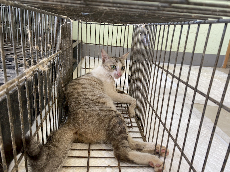 金門縣動物收容中心,編號:456918, 混種貓                 