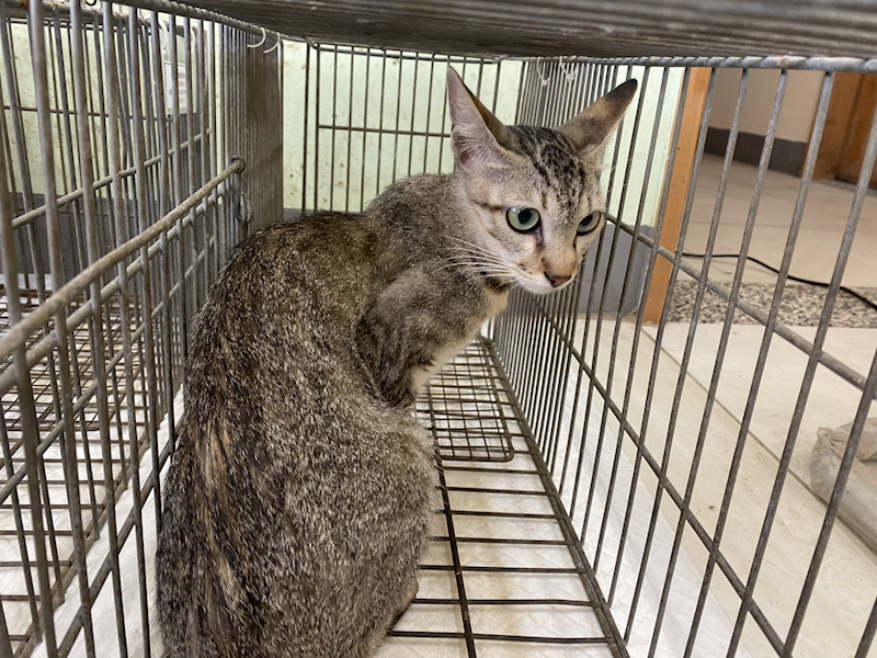 金門縣動物收容中心,編號:456917, 混種貓                 