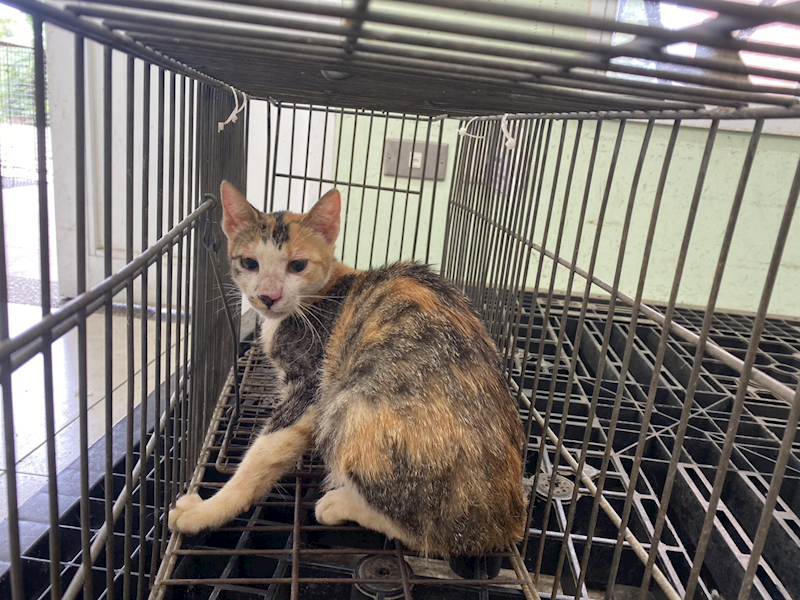 金門縣動物收容中心,編號:456916, 混種貓                 