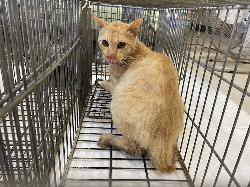 金門縣動物收容中心,編號:456915, 混種貓                 