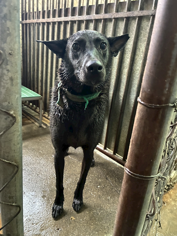 彰化縣流浪狗中途之家,編號:456720, 混種犬          
