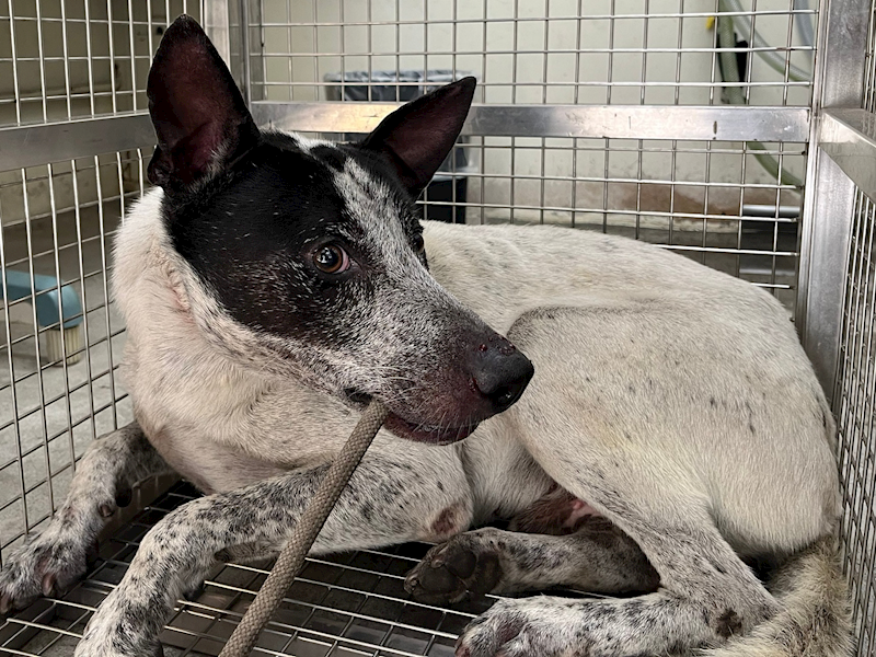 臺北市動物之家,編號:455791, 混種犬          