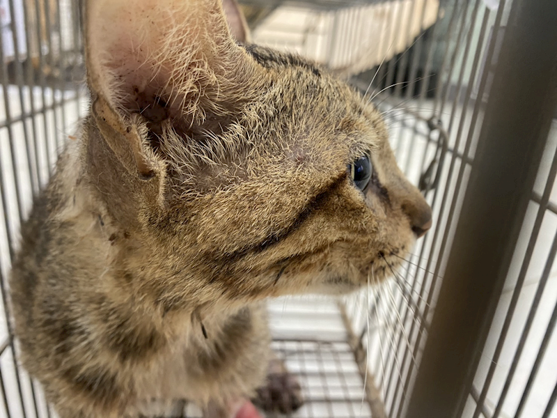 金門縣動物收容中心,編號:456834, 混種貓                 