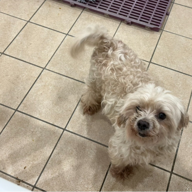 新北市瑞芳區公立動物之家,編號:456914, 瑪爾濟斯犬           