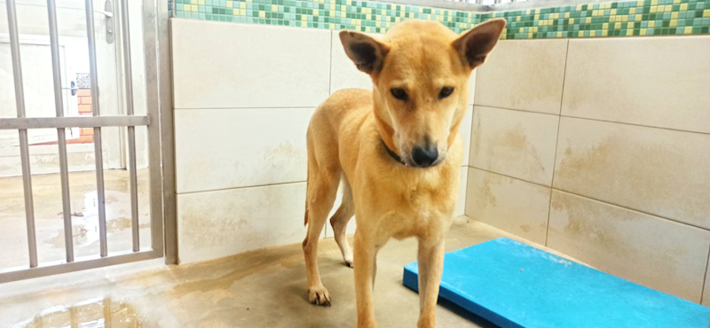 金門縣動物收容中心,編號:456830, 混種犬          
