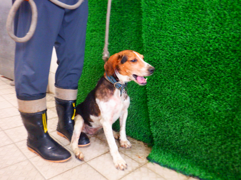 南投縣公立動物收容所,編號:453918, 米格魯犬