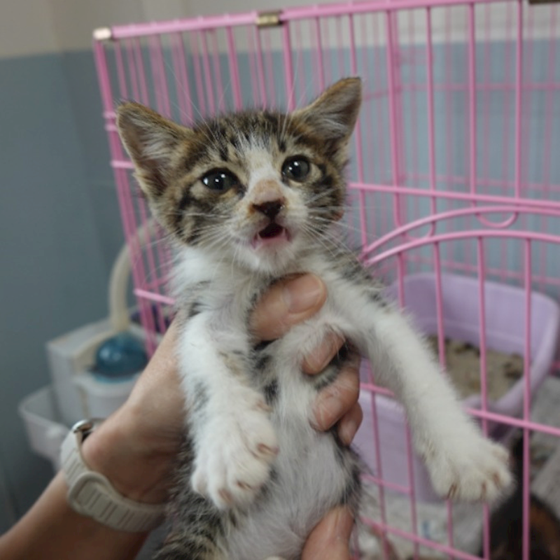 臺南市動物之家灣裡站,編號:456188, 混種貓                 