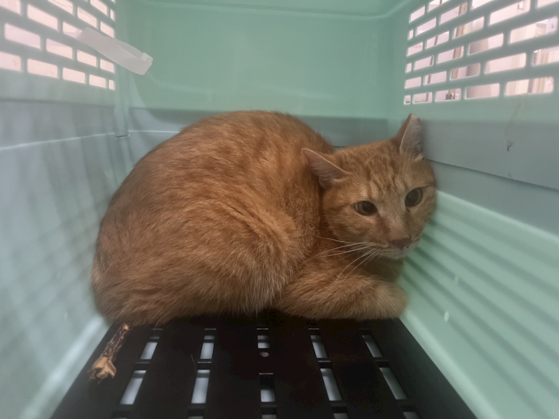 臺北市動物之家,編號:456913, 混種貓                 
