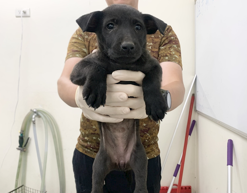臺北市動物之家,編號:456906, 混種犬          