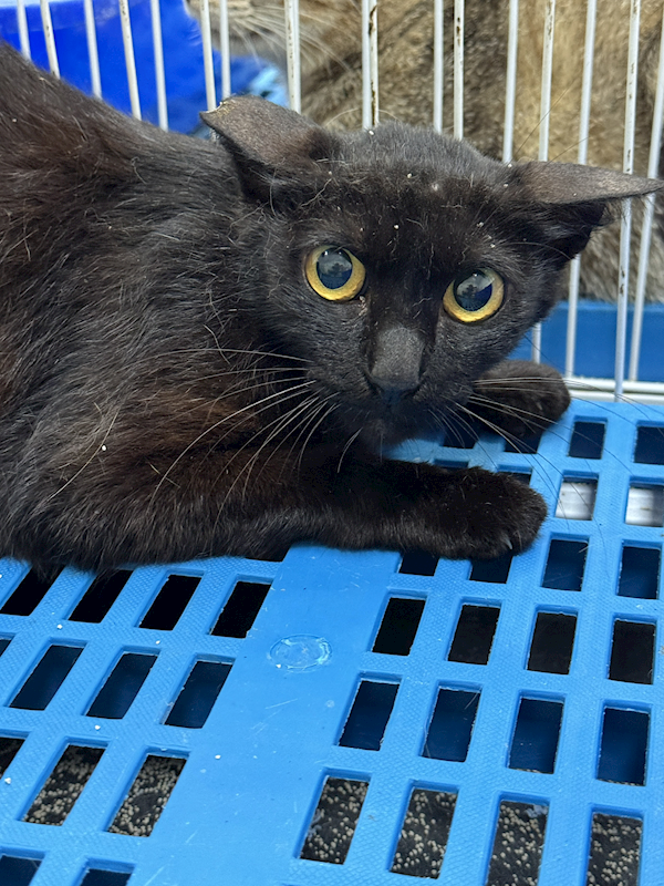 苗栗縣動物保護教育園區,編號:456888, 混種貓                 