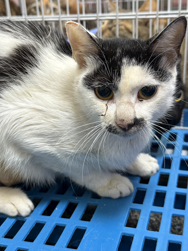 苗栗縣動物保護教育園區,編號:456887, 混種貓                 