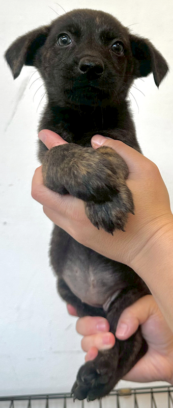 花蓮縣狗貓躍動園區,編號:452809, 混種犬          