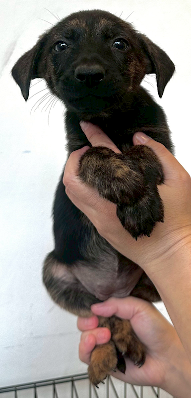 花蓮縣狗貓躍動園區,編號:452807, 混種犬          