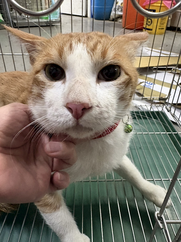 新北市五股區公立動物之家,編號:456978, 混種貓                 