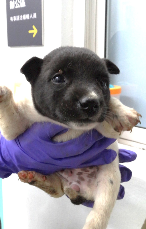 宜蘭縣流浪動物中途之家,編號:456973, 混種犬          