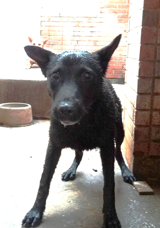 宜蘭縣流浪動物中途之家,編號:456974, 混種犬          