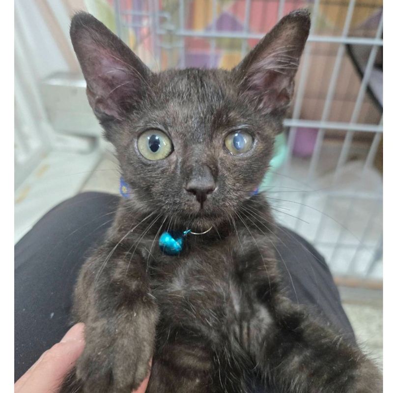 臺南市動物之家灣裡站,編號:448157, 混種貓                 