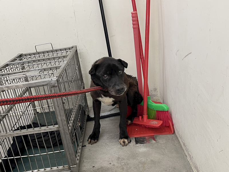 臺北市動物之家,編號:355646, 混種犬          