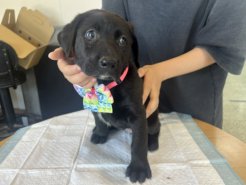 桃園市動物保護教育園區,編號:453948, 混種犬          