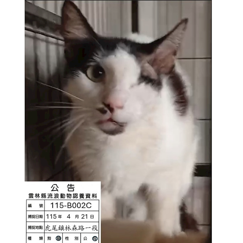 雲林縣流浪動物收容所,編號:450680, 混種貓                 