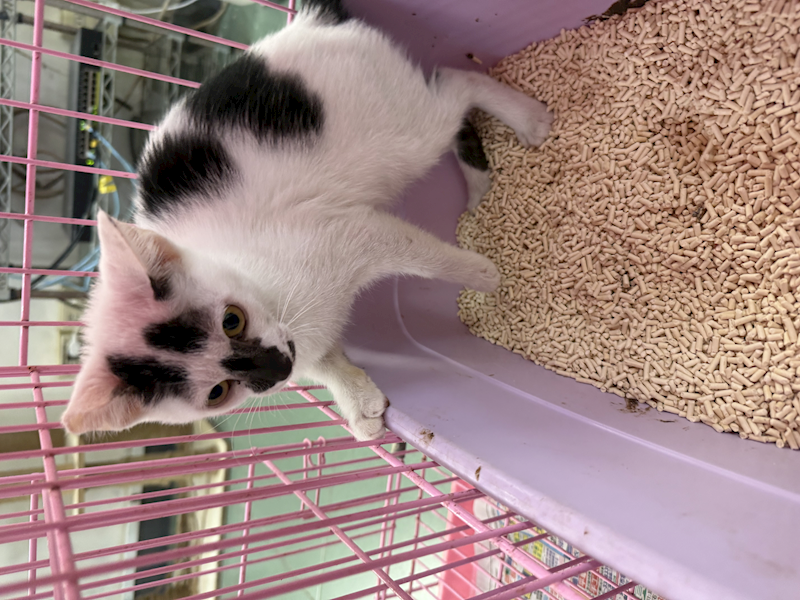 臺南市動物之家善化站,編號:457059, 混種貓                 
