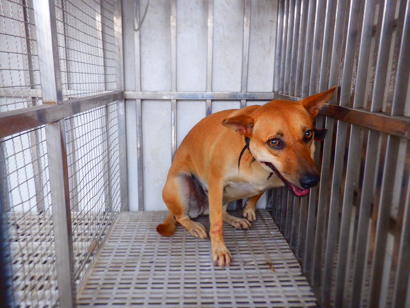 南投縣公立動物收容所,編號:457129, 混種犬          
