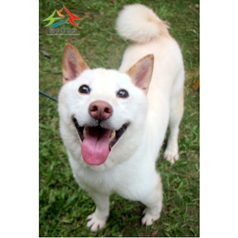臺中市動物之家后里園區,編號:454199, 混種犬          