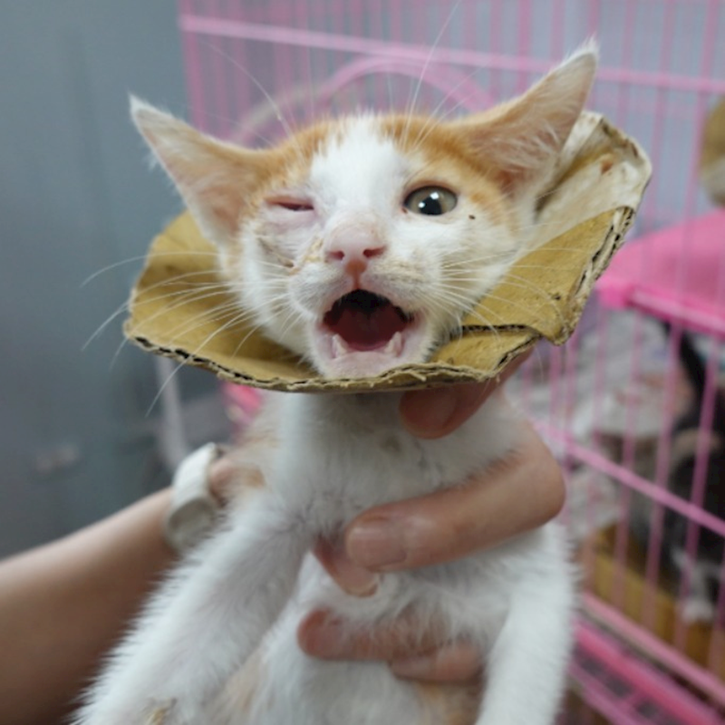 臺南市動物之家灣裡站,編號:456191, 混種貓                 
