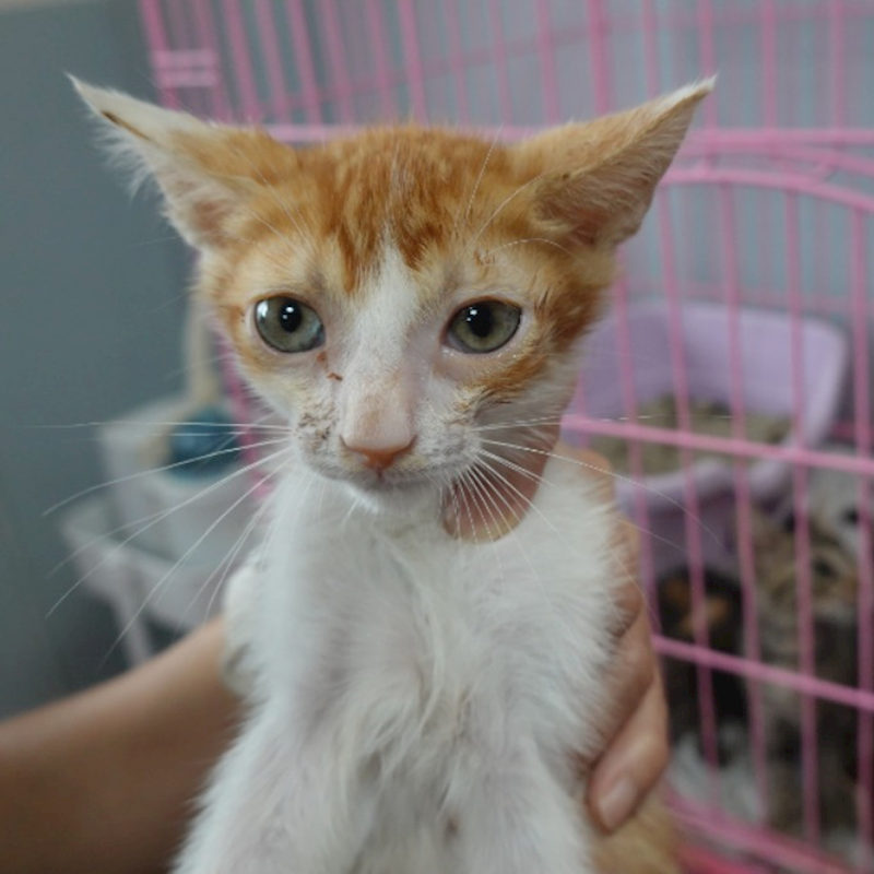 臺南市動物之家灣裡站,編號:456190, 混種貓                 