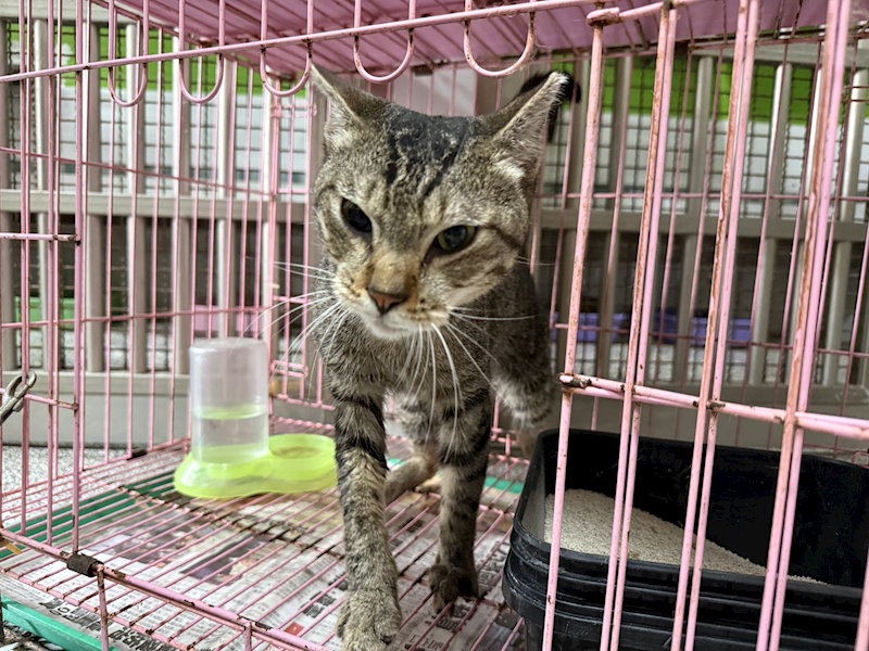 高雄市壽山動物保護教育園區,編號:456548, 混種貓                 