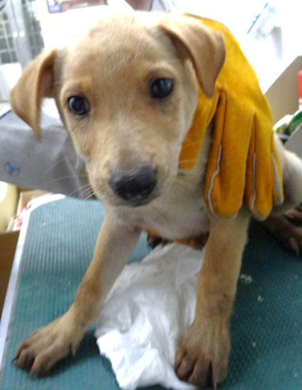 宜蘭縣流浪動物中途之家,編號:457273, 混種犬          