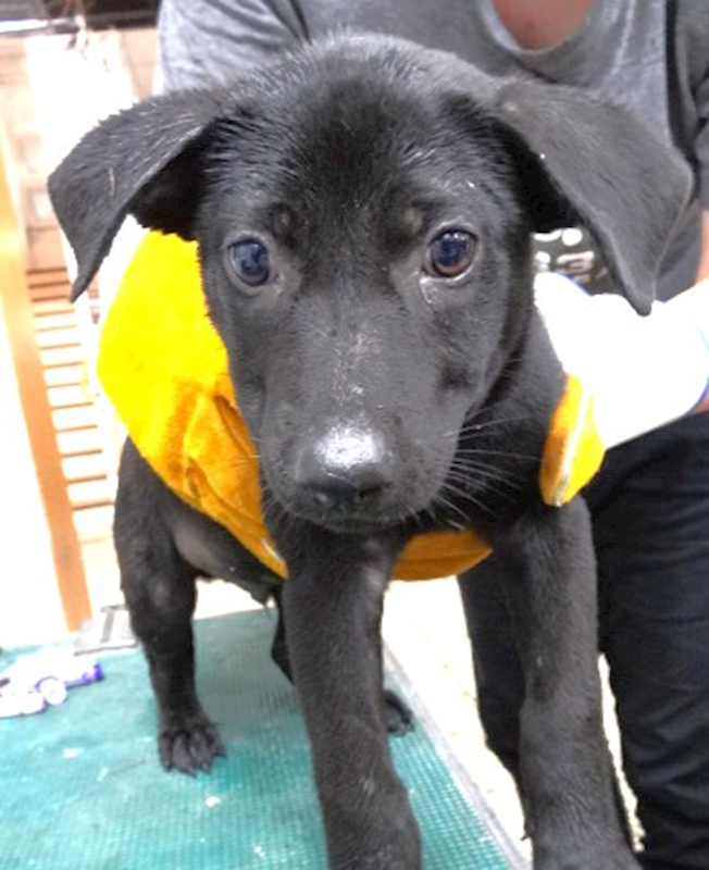 宜蘭縣流浪動物中途之家,編號:457272, 混種犬          