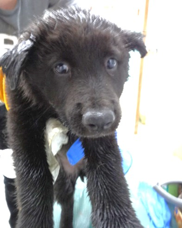 宜蘭縣流浪動物中途之家,編號:457271, 混種犬          