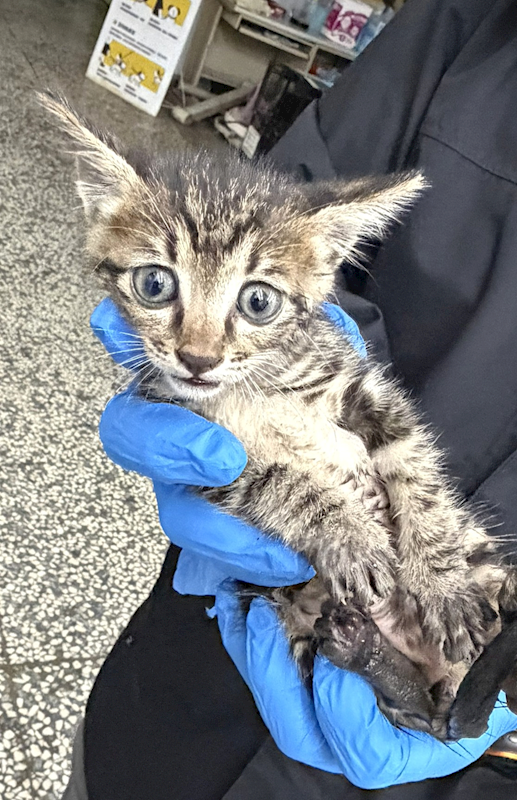 宜蘭縣流浪動物中途之家,編號:457269, 混種貓                 