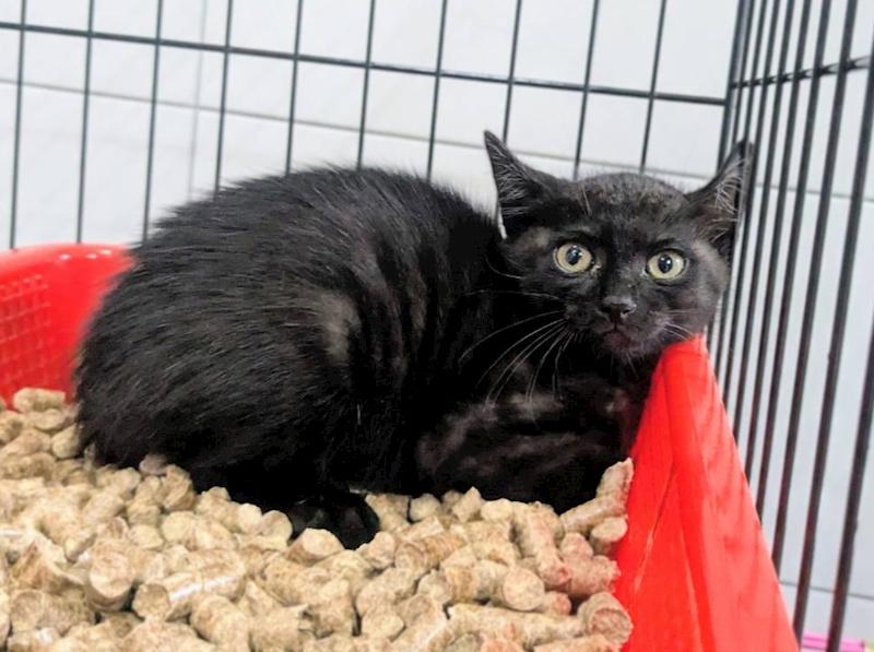 新竹縣動物保護教育園區,編號:457248, 混種貓                 