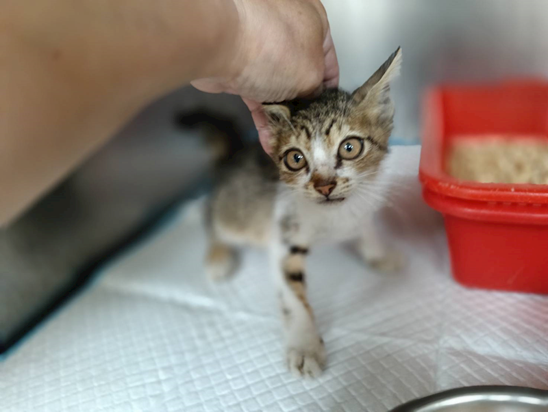 新竹市動物保護教育園區,編號:457240, 混種貓                 
