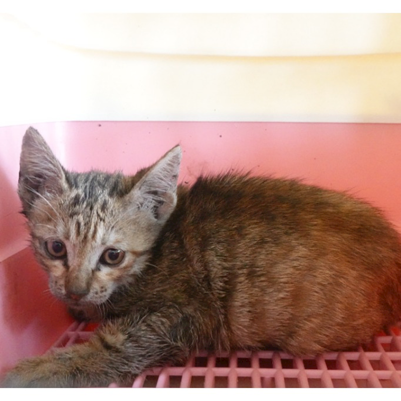 臺南市動物之家灣裡站,編號:449511, 混種貓                 