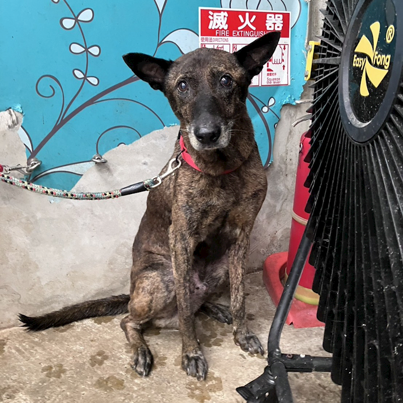 新北市新店區公立動物之家,編號:456958, 混種犬          