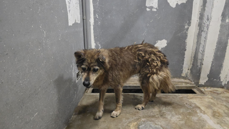 新竹市動物保護教育園區,編號:457201, 混種犬          