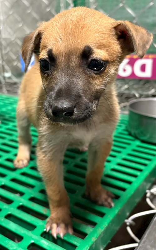 臺東縣動物收容中心,編號:457196, 混種犬          