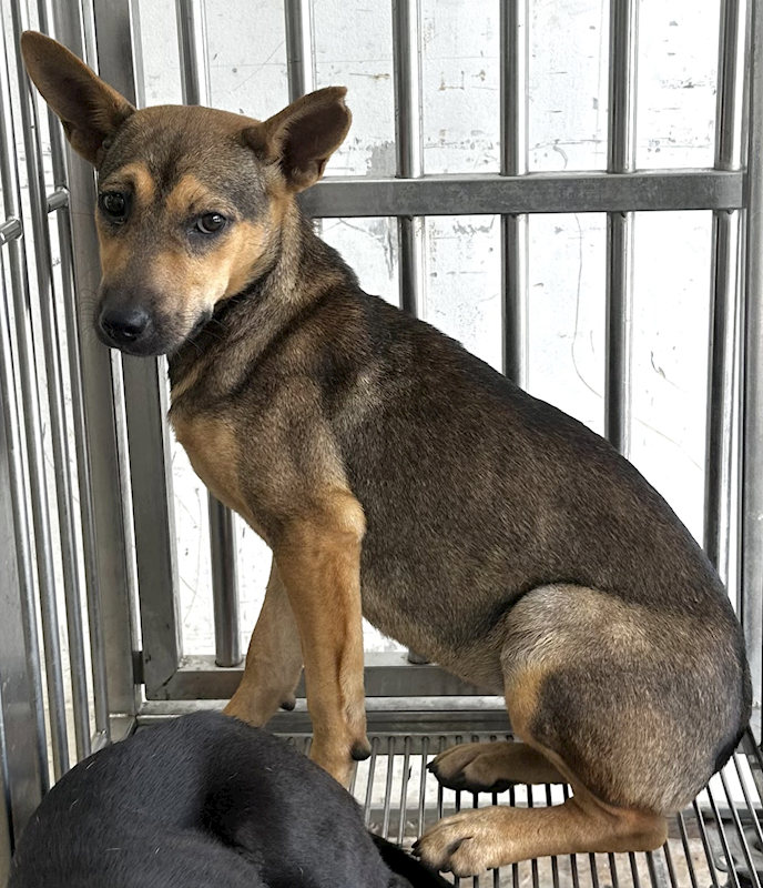 花蓮縣狗貓躍動園區,編號:453529, 混種犬          