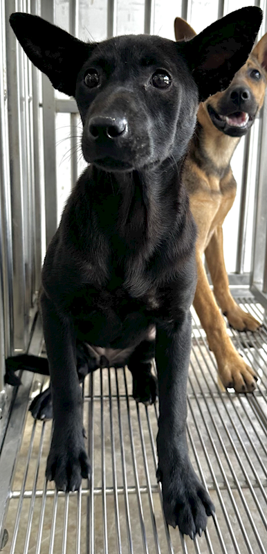 花蓮縣狗貓躍動園區,編號:453527, 混種犬          