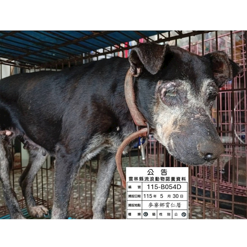 雲林縣流浪動物收容所,編號:456536, 混種犬          