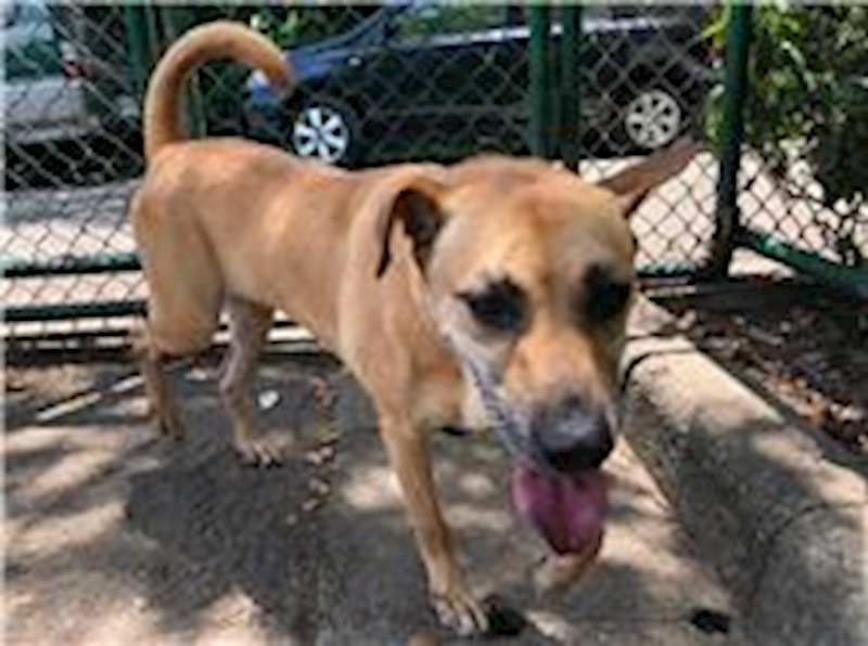 臺北市動物之家,編號:113681, 混種犬          